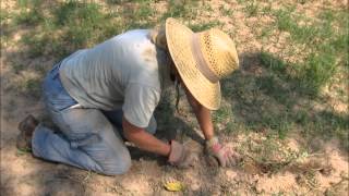 Tifton 85 Bermuda Grass [upl. by Celisse]