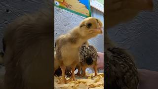 Adorable Baby Chicks at Johansen Farms [upl. by Cressida127]