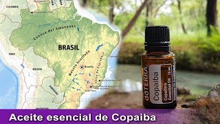 aceite esencial de Copaiba doTERRA  Origen Beneficios y como usarlo [upl. by Deering]