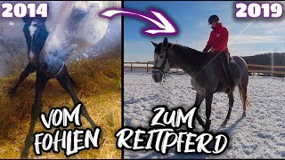 Vom Fohlen zum Reitpferd ✮ Rubielle  mein selbstgezogenes Fohlen wird erwachsen ♥ [upl. by Notsrik264]