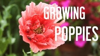 How to Grow Poppies From Seeds [upl. by Lacee]