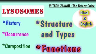 Lysosomes  Structure and Functions  Types of Lysosomes  Lysosomes Full topic in Hindi amp English [upl. by Halas323]