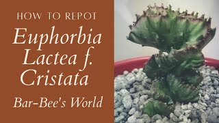 How to repot Euphorbia Lactea f Cristata  BarBees Pocket Garden [upl. by Hahnert]