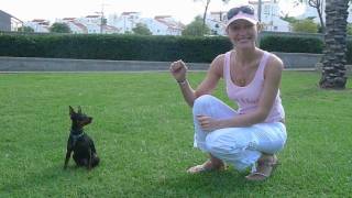 Miniature pinscher Tricks 3Keys training Мини пинчер Дрессировка [upl. by Flodur]