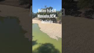 Native Fish Kill Menindee Australia darlingriver murraycod silverperch goldenperch [upl. by Templas637]