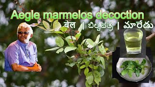 बेल  ಬಿಲ್ವಪತ್ರ  మారేడు  Aegle marmelos decoction  Dr Khadar  Dr Khadar Lifestyle [upl. by Eneri]