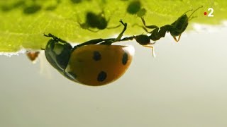 Coccinelle VS pucerons VS fourmis  ZAPPING SAUVAGE [upl. by Akinat]