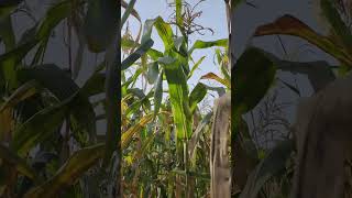 cornmaze my first experience going into a corn maze lol [upl. by Ylrac912]