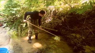 RiverWatch Sampling an Undercut Bank Habitat for Macroinvertebrates [upl. by Elleneg]