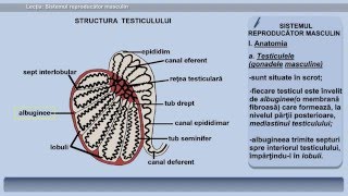 Lecția 36 Sistemul reproducator masculin [upl. by Lorelie]