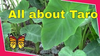 All about Taro amp how to grow Edible garden landscape root plants AKA Kalo Dasheen Elephant Ear [upl. by Irrep191]