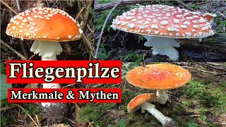 Der Fliegenpilz 🍄 Merkmale und Mythen  Pilze KurzErklärt [upl. by Giulietta]