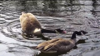 sounds of goose  canada geese by ani male [upl. by Jowett]