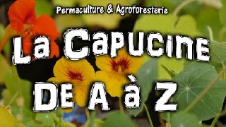 LA CAPUCINE 🌸 DE A à Z SEMER amp PLANTER  SES ATOUTS SANTÉ amp JARDIN POTAGER EN PERMACULTURE [upl. by Azyl777]