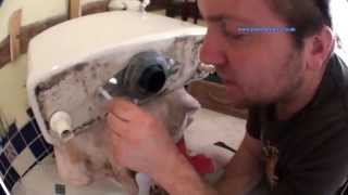 How to Change a Toilet Flush or Syphon Unit  Plumbing Tips [upl. by Lahtnero]