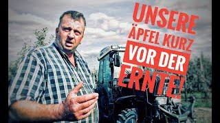 Obsthof Raddatz  Unsere Äpfel kurz vor der Ernte [upl. by Nylinnej]