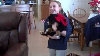 Bernese Mountain Dog Puppy Opening [upl. by Matty282]