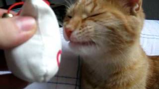 Funny Cat Reaction to Cat Nip [upl. by Terces]