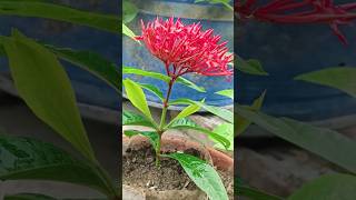 How To Grow Ixora Plant From CuttingShorts [upl. by Genni]