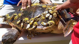 Why are Barnacles harmful to turtles [upl. by Oira]