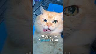 ماذا يقول لك قطك المعقم؟ 🥺🐈 [upl. by Noeled]