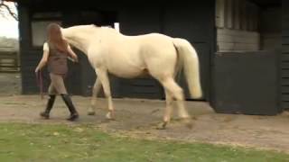 What causes laminitis [upl. by Thirzia140]