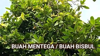 quotBUAH MENTEGABUAH BISBULquotDiospyros BlancoibuahbuahmentegaUshter studio [upl. by Anaoy]