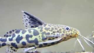 Synodontis Multipunctatus x Petricola Hybrid [upl. by Nerot]