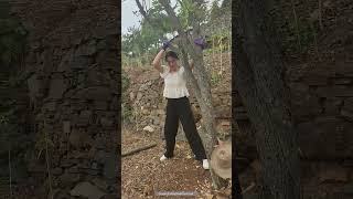 How To Handle The Remain Jujube Tree Stump [upl. by Linnet656]