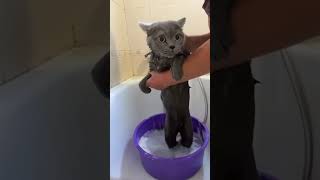 Bathing a cat at home [upl. by Reagan]