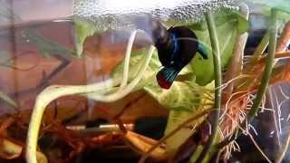 reproduction betta imbellis  peaceful betta breeding [upl. by Bixler]