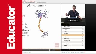 Nervous System Neurons [upl. by O'Grady]