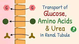 Transport of Glucose Amino Acids and Urea in Renal Tubule  Transport Maximum Renal Threshold [upl. by Urbas]