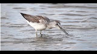 Greenshank 1h bird sound [upl. by Eudora]