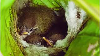 Tailor bird शिंपी पक्षीnest cradles tiny eggs and newborn chicks [upl. by Leynad]