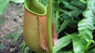 Top 10 Scariest Carnivorous Plants [upl. by Bright553]