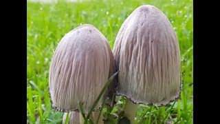 Coprinopsis atramentaria  Coprinus atramentarius Comestible Sin mezclar con alcohol [upl. by Kimberlee]