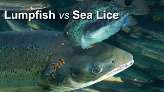 Aquaculture of Lumpfish Cyclopterus lumpus to combat the sea lice problem in salmon farming [upl. by Kelwin]