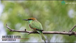 Beautiful Green beeeater  hunting  Full HD  Nature Web [upl. by Retsevel90]