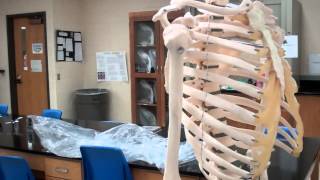 Introduction to axial and appendicular skeleton [upl. by Robinia]