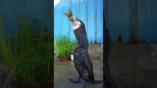 Watch a cormorant eating a big fish in slow motion [upl. by Fawnia227]