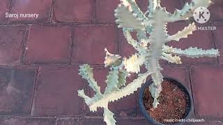 Euphorbia lacteaghost cactus 🌵 growing In pots viralvideo virel youtubevideo viral [upl. by Bathsheba]