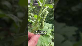 Tomato hornworms are my chickens favorite snack [upl. by Nelak]