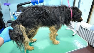 Grooming A Dog With A Matted Tail [upl. by Assital492]