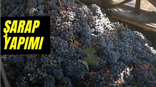 Şarap Yapımı  CABERNET SAUVIGNON [upl. by Cuthburt]