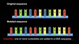 DNA Gene Mutations Frameshift Point Insertion Deletion and Substitution [upl. by Liggett]