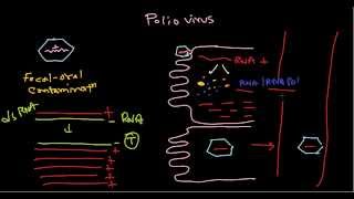 Polio virus life cycle [upl. by Eniamert763]