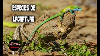 Lagartijas que puedes tener como mascota ESPECIES DE LAGARTIJAS [upl. by Petulia]