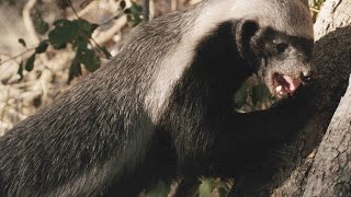 This Honey Badger Endures Bee Stings for His Favorite Treat [upl. by Blayze]