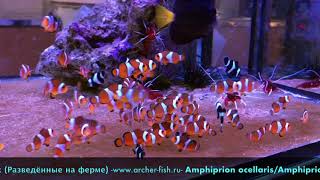 Amphiprion ocellarisAmphiprion percula Black Bred [upl. by Ellezaj]